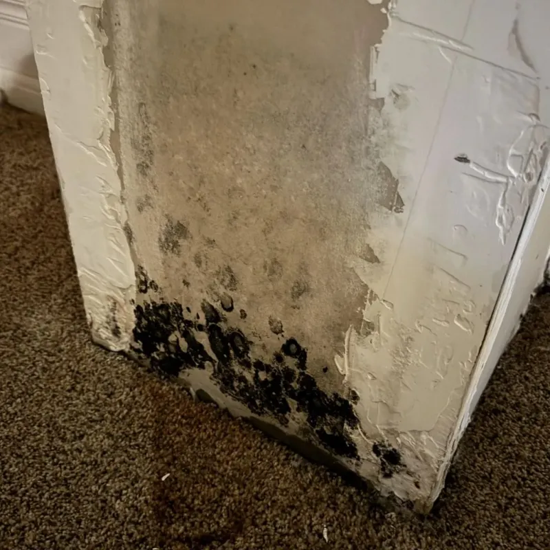 Professional Mold Removal in Jackson, WY